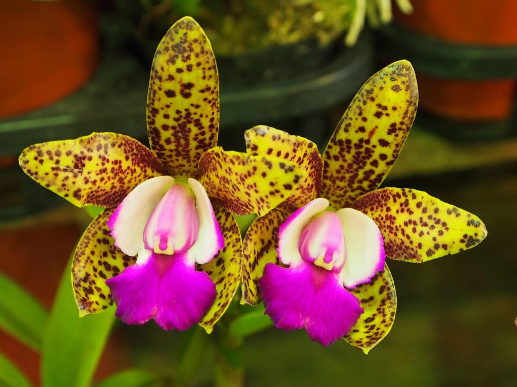 tipos de Cattleya