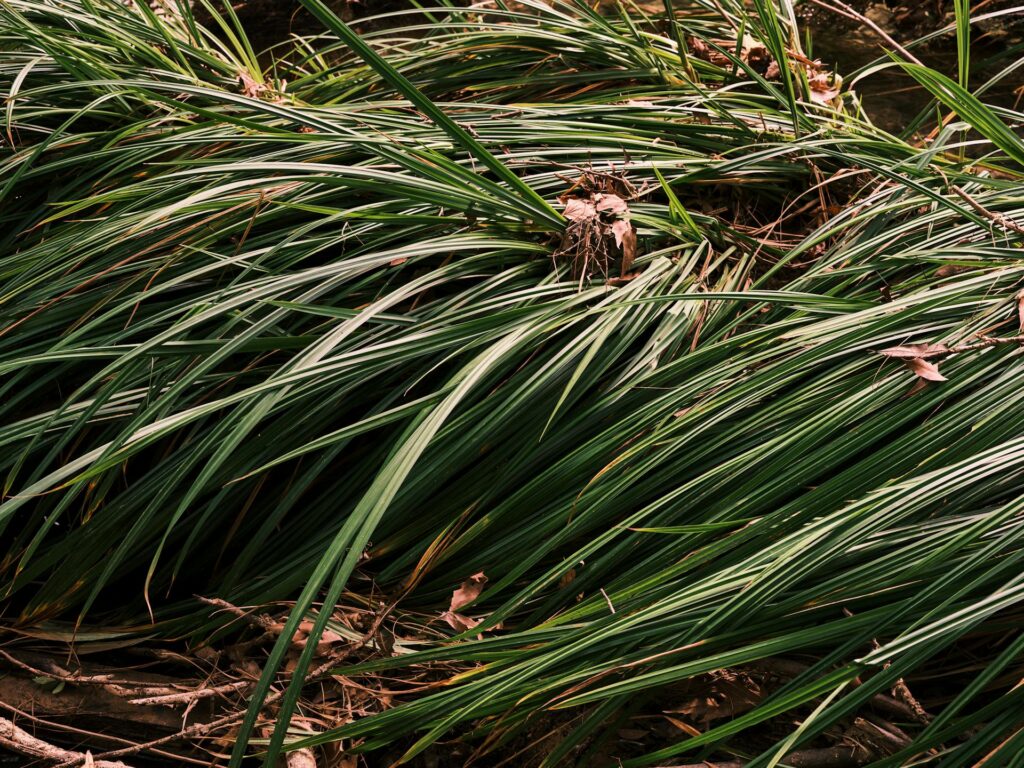 Como Plantar Grama Preta: Guia Completo para um Jardim Sofisticado
