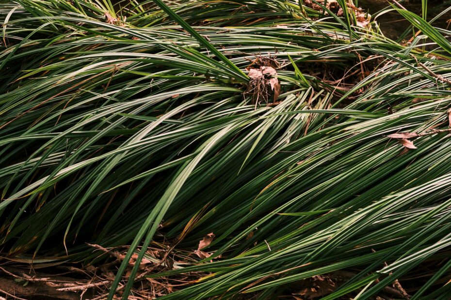 Como Plantar Grama Preta: Guia Completo para um Jardim Sofisticado